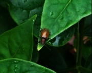 19th Sep 2023 -  A Very Shiny Beetle ~ 