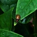  A Very Shiny Beetle ~ 