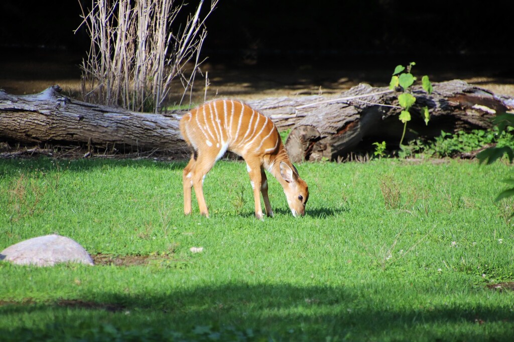 Baby Antelope by randy23