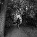 Strolling through the trees 
