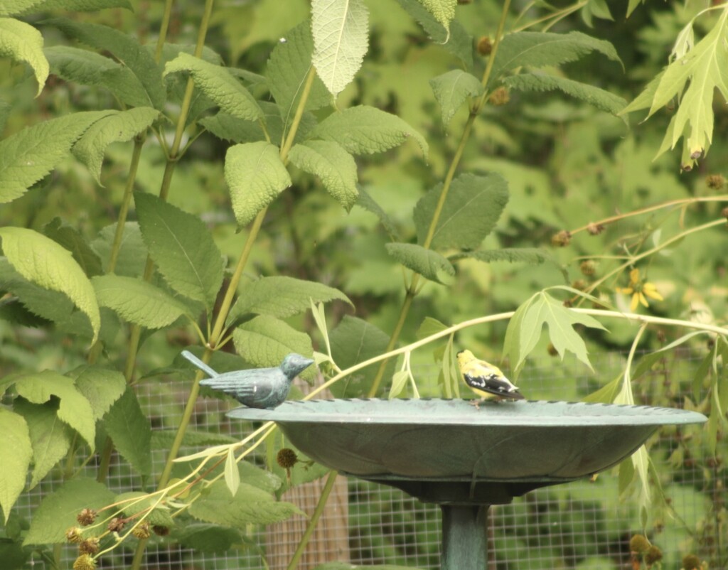A goldfinch and a fake bird at the birdbath  by mltrotter