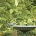 A goldfinch and a fake bird at the birdbath  by mltrotter