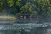 17th Sep 2023 - Foggy Morning at the Pond