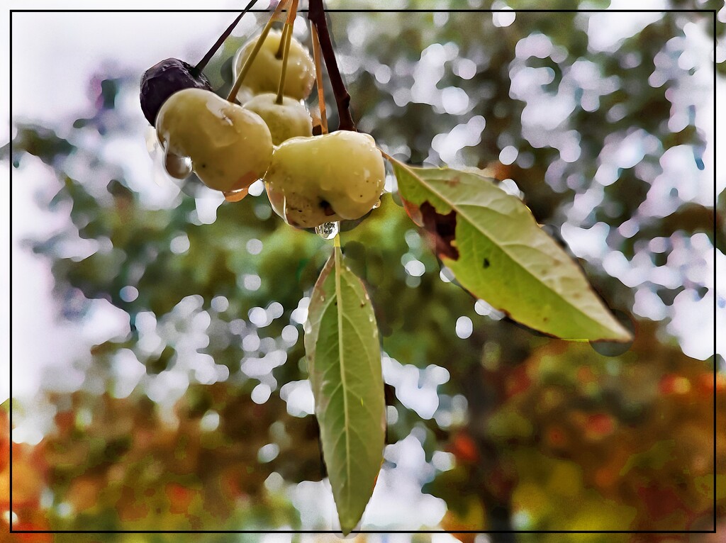 Cherries in the Rain by olivetreeann