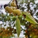 Cherries in the Rain by olivetreeann