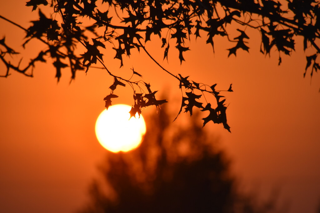 Sunset Through the Branches by genealogygenie