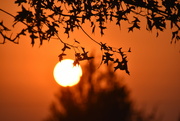 6th Sep 2023 - Sunset Through the Branches