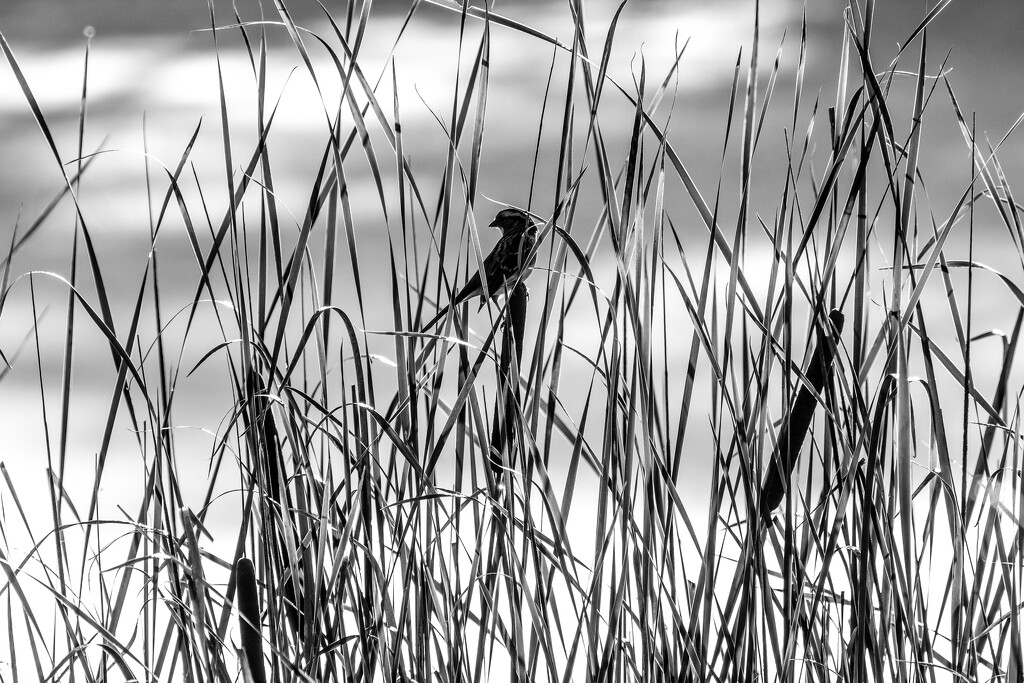 Bird in the Cattails  by tosee