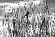 18th Sep 2023 - Bird in the Cattails 
