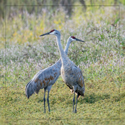 18th Sep 2023 - Sandhill Cranes