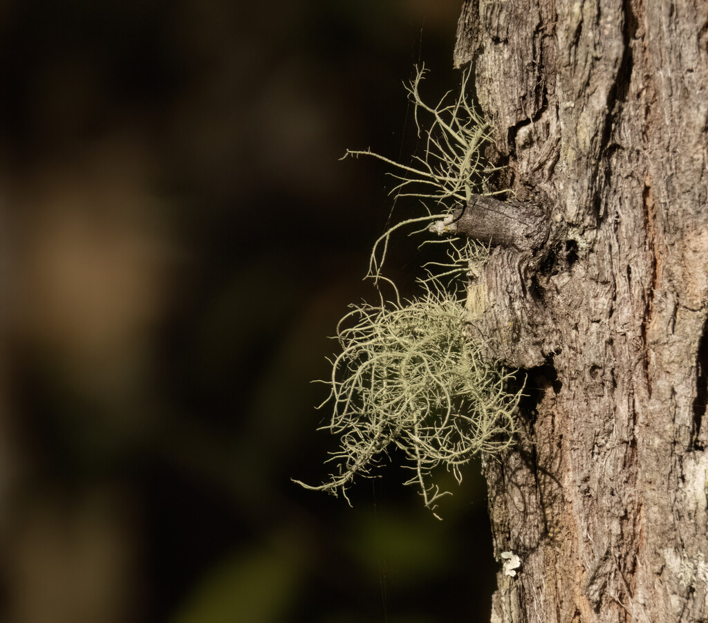 lichen spotting by thedarkroom