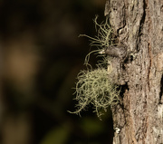 18th Sep 2023 - lichen spotting