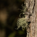 lichen spotting