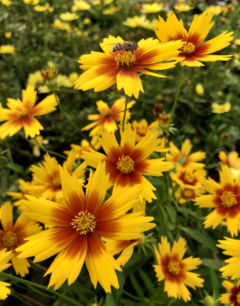 Coreopsis and Friend by loweygrace
