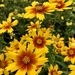 Coreopsis and Friend