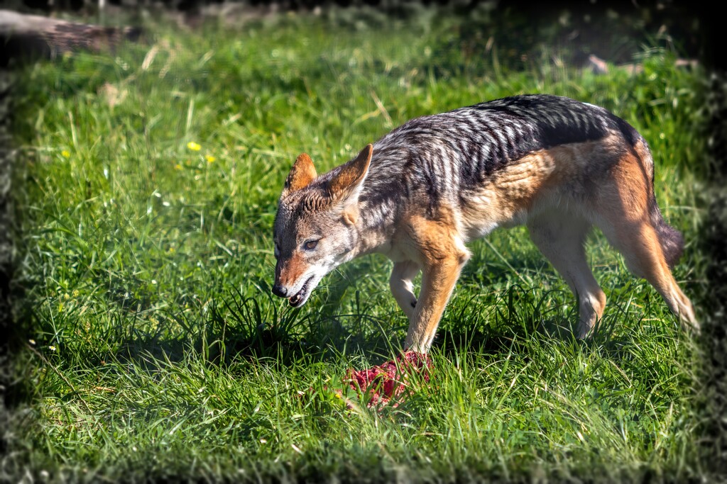 Thoroughly enjoying his snack by ludwigsdiana