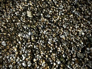 18th Jul 2023 - The rocky river shore wasn’t rocks, it was shells.