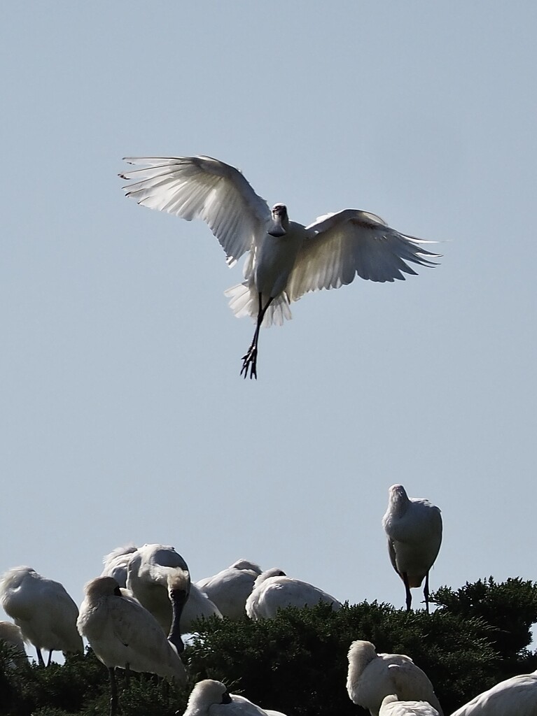 A spoonbill coming into land looks a lot like a ballerina by Dawn