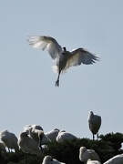 19th Sep 2023 - A spoonbill coming into land looks a lot like a ballerina