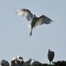 A spoonbill coming into land looks a lot like a ballerina by Dawn