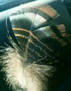 14th Sep 2023 - Turkey Feather