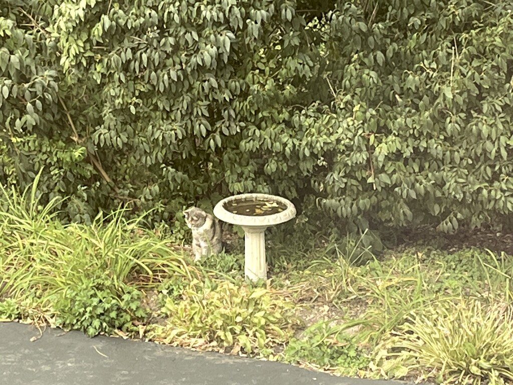 Birdbath Gracie by pej76