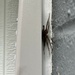 Lurking Spider by pej76
