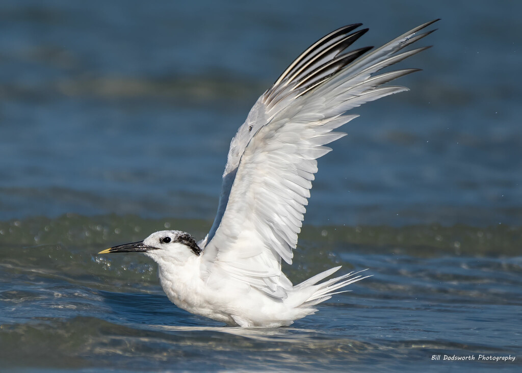 Sandwich Tern playing at the beach by photographycrazy