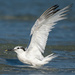 Sandwich Tern playing at the beach