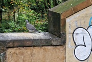 17th Sep 2023 - pigeon