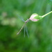 P1220752rose with dragonfly by marijbar