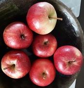 18th Sep 2023 - A superb bowl of  apples.