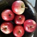 A superb bowl of  apples. by grace55