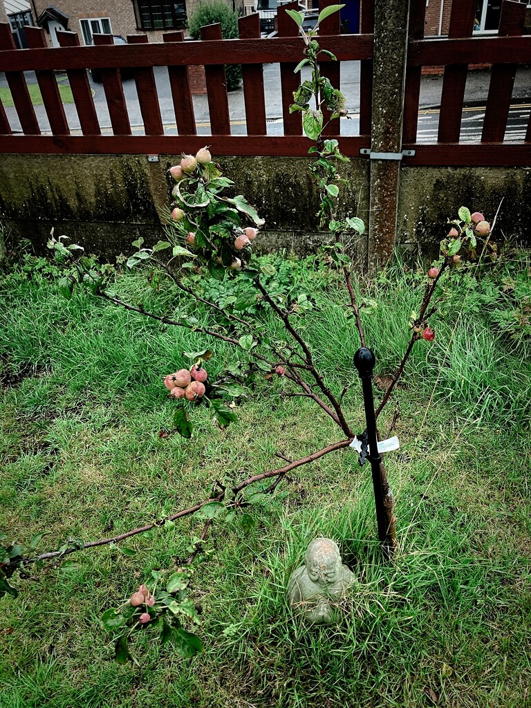 Apple Tree by allsop