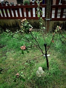 19th Sep 2023 - Apple Tree