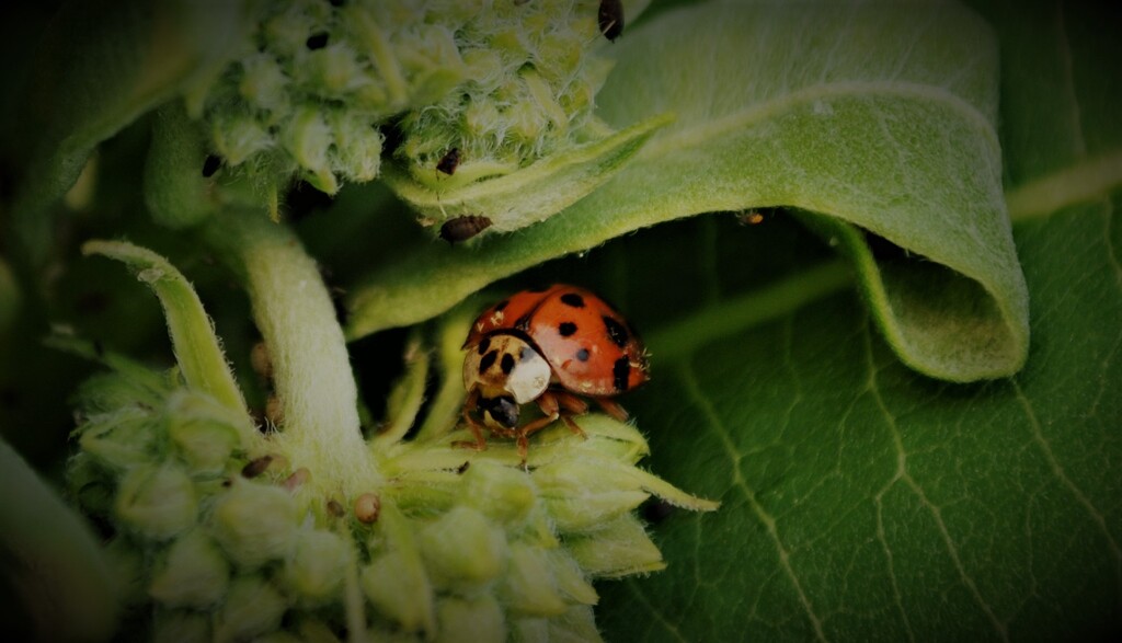 Day 251: Ladybird, Ladybird ! by jeanniec57