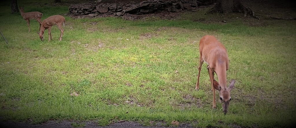 Day 255: "Spotted" !  by jeanniec57