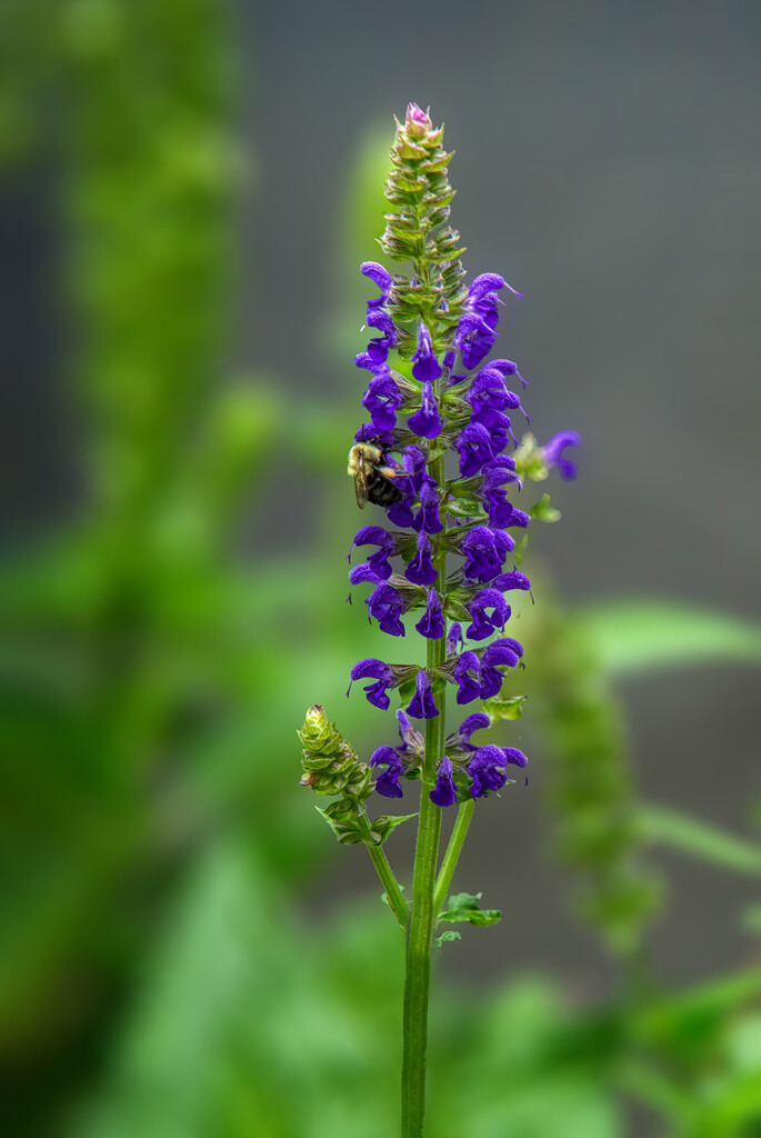 Bee on Salvia by k9photo