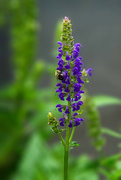 19th Sep 2023 - Bee on Salvia