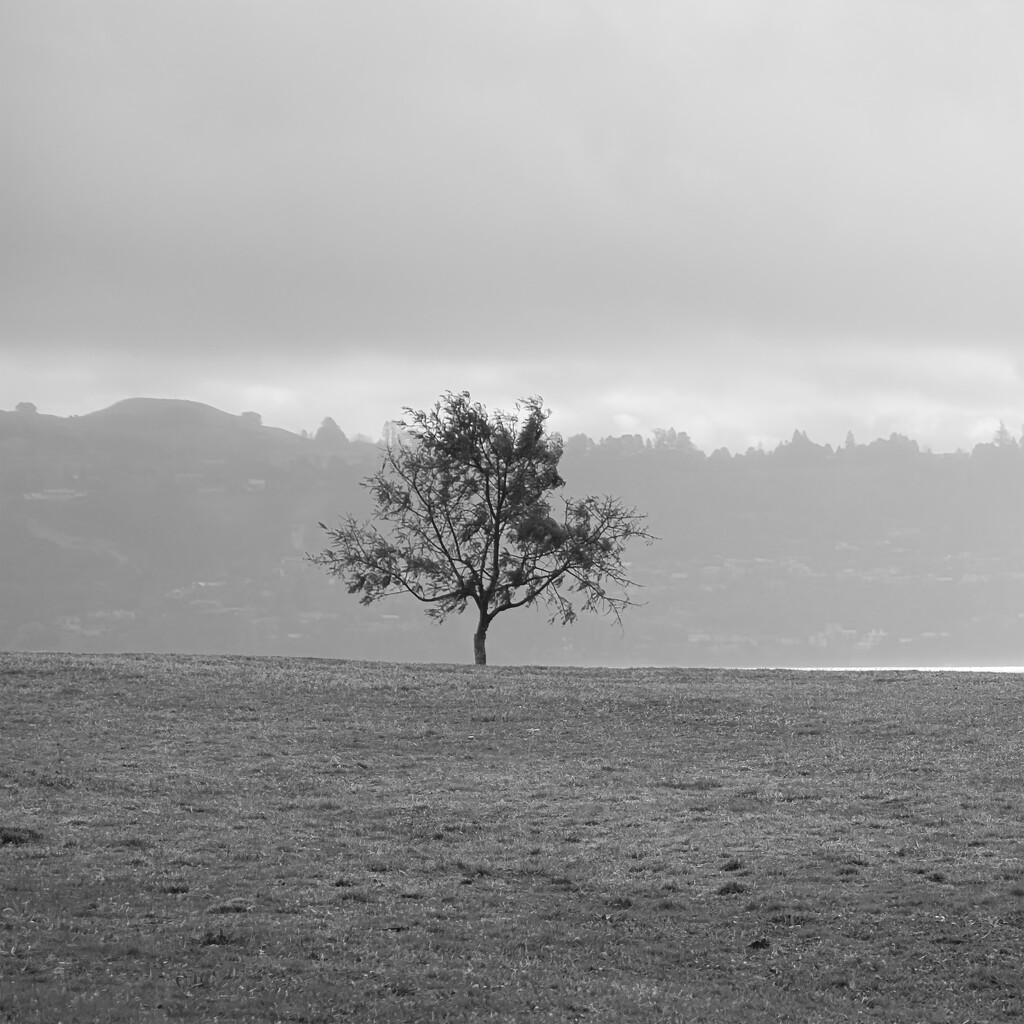 Lone tree by dkbarnett