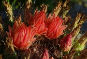 18th Sep 2023 - 9 18 Compass Barrel Cactus flowers