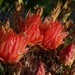 9 18 Compass Barrel Cactus flowers