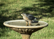 19th Sep 2023 - Coopers Hawk