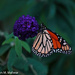 Monarch Visitor by falcon11