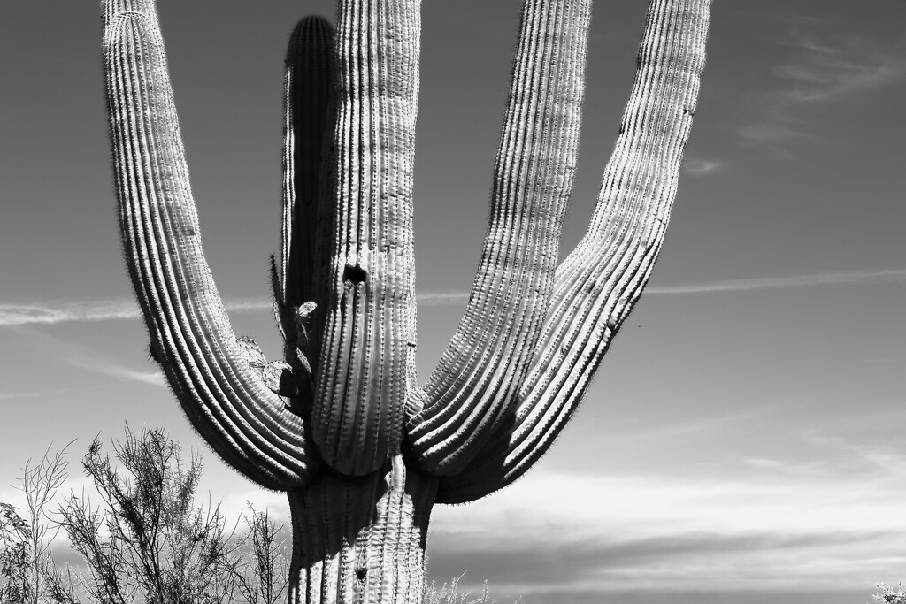 saguaro by blueberry1222