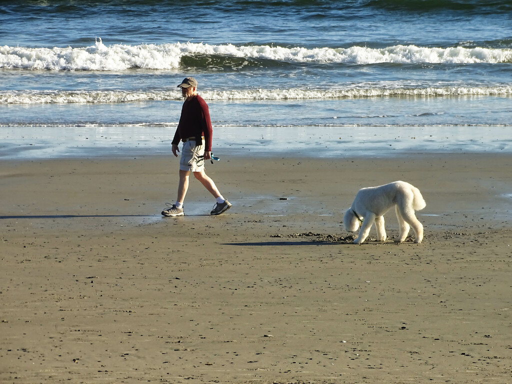 Dog watch on the beach by joansmor