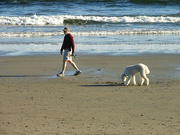 19th Sep 2023 - Dog watch on the beach
