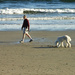 Dog watch on the beach