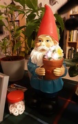 20th Sep 2023 - George the new Garden Gnome.