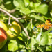 butterflies and apples
